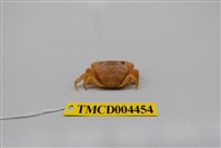 藏品(絨毛近方蟹)的圖片